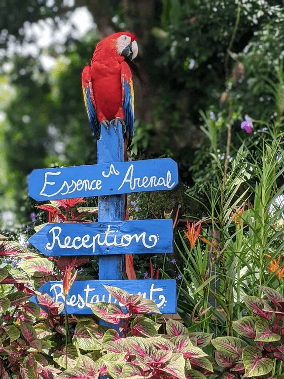 Essence Arenal